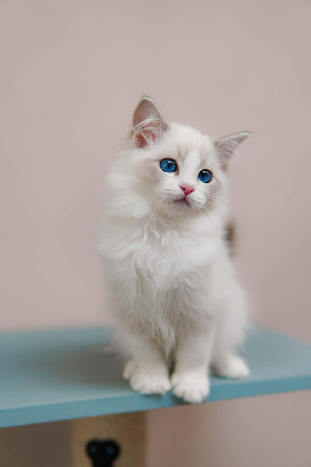 Yo Yo Hoo Ragdoll Blue Lynx Bicolor Male Lovely And Charming Perfect Little Handsome Boy Beautiful Let A Person Heart T Co Czhf33ii5m Twitter