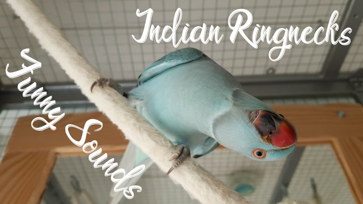 Bravo_Dada's tweet photo. Hello everyone! 👋 Check out this video of my #Ringnecks making funny sounds. 🦜🥰
👉 https://t.co/TJNGB1LIZw
If you enjoyed, don't forget to like, comment, share and subscribe. 👍❤️
#BravoDada #FunnyBirds #BirdsTalking #BirdSounds #YouTube #BirdVideo #SmallYoutubeChannel https://t.co/s5oeMl2TRY