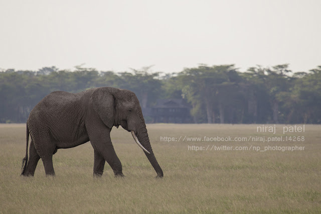 np_photographer's tweet photo. African elephant https://t.co/Z2Q0sW0Ygt Big 5 africa #africanelephant #big5africa #africanelephantfamily #elephantcub #africanelephantweight #amboselinationalpark #wildlifephotography #wildlifeafrica #africanelephantfacts #africanelephantvsasianelephant https://t.co/jNOgjbKr2M