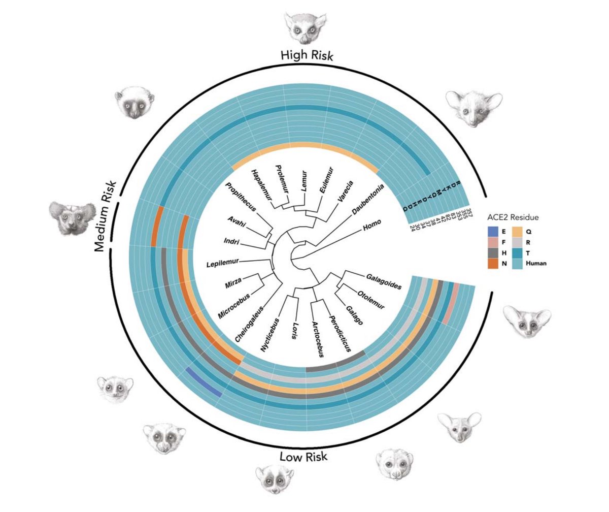 Our new preprint led by <a href="/AMelinLab/">Amanda Melin (she/her)</a> <a href="/Knomascus/">Joseph Orkin</a> <a href="/mareikecora/">Mareike Janiak</a> uses data from dozens of unpublished genomes from the consortium of <a href="/tmarquesbonet/">Tomas Marques-Bonet</a> &amp; Jeff Rogers to assess the risk to lemurs &amp; lorises from SARS-CoV-2, based on variation in ACE2 sequences. biorxiv.org/content/10.110… 1/7