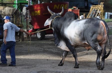 Nos pueden visitar tambien en Instagram.com/ganadof1 Guzera bueno de #carne y bueno de #leche EL HIERRO desde 1973