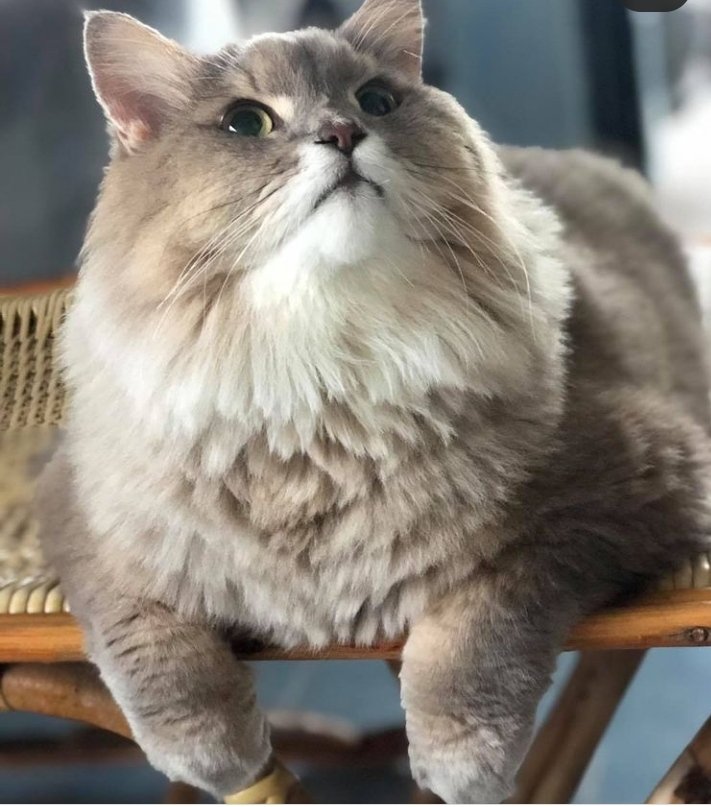 thegulmohartree's tweet photo. "It is painfully easy to define human beings.
They are beings who, for no good reason at all,
create their own unnecessary suffering." 🥀💫
#SosekiNatsume, I am a Cat 🐈
PC: IG #Bonebone29 https://t.co/UvrdTDBwxj