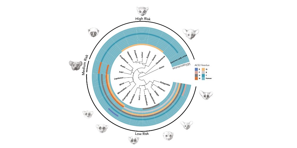 Knomascus's tweet image. Predicted SARS-CoV-2 risk in 51 species of lemurs and lorises: New AA variants and some clades at greater risk than others. Our latest preprint: doi.org/10.1101/2021.0…
@AMelinLab @nyuprimatology @mareikecora @locus_lukas @tmarquesbonet #COVID19