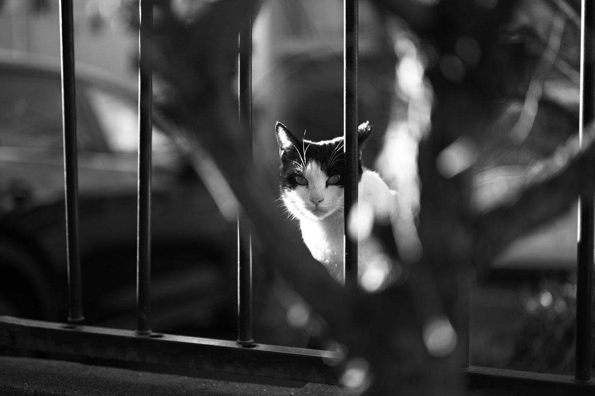 sounds_g00d's tweet image. Nikon Z6
NIKKOR Z 50mm F1.8 S
#bnwphotography #nikon #light_nikon #nikonglobal #nikonphotography #nikonnofilter #nikonz6 #z6 #z50f18