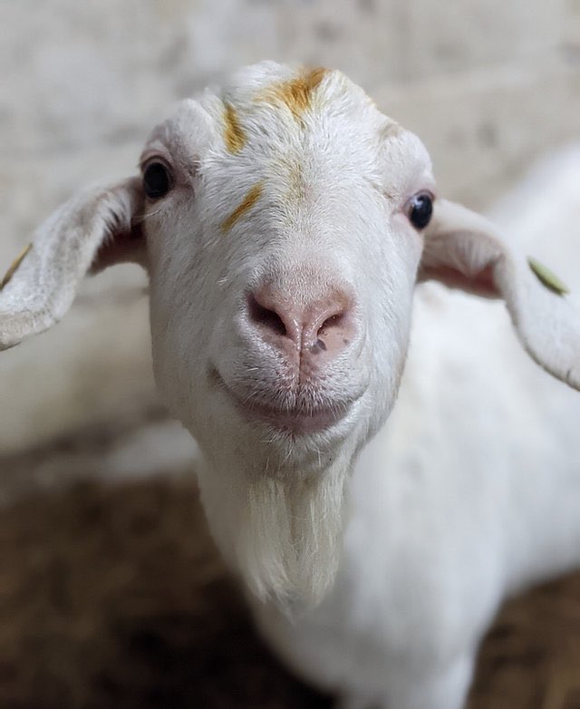 For £5 you can choose a lovely goat to join your Zoom call.

cronkshawfoldfarm.co.uk/goatsonzoom

Pictured here, Lola &amp; Margaret.