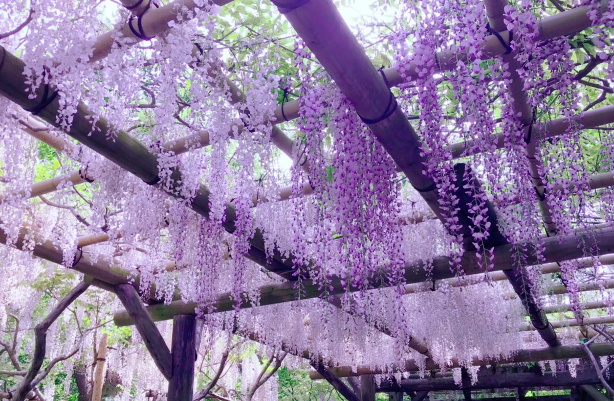 コウミ 春日大社の藤の花を見に行きたいよ コウミ 春日大社の藤の花を見に行きたいよ