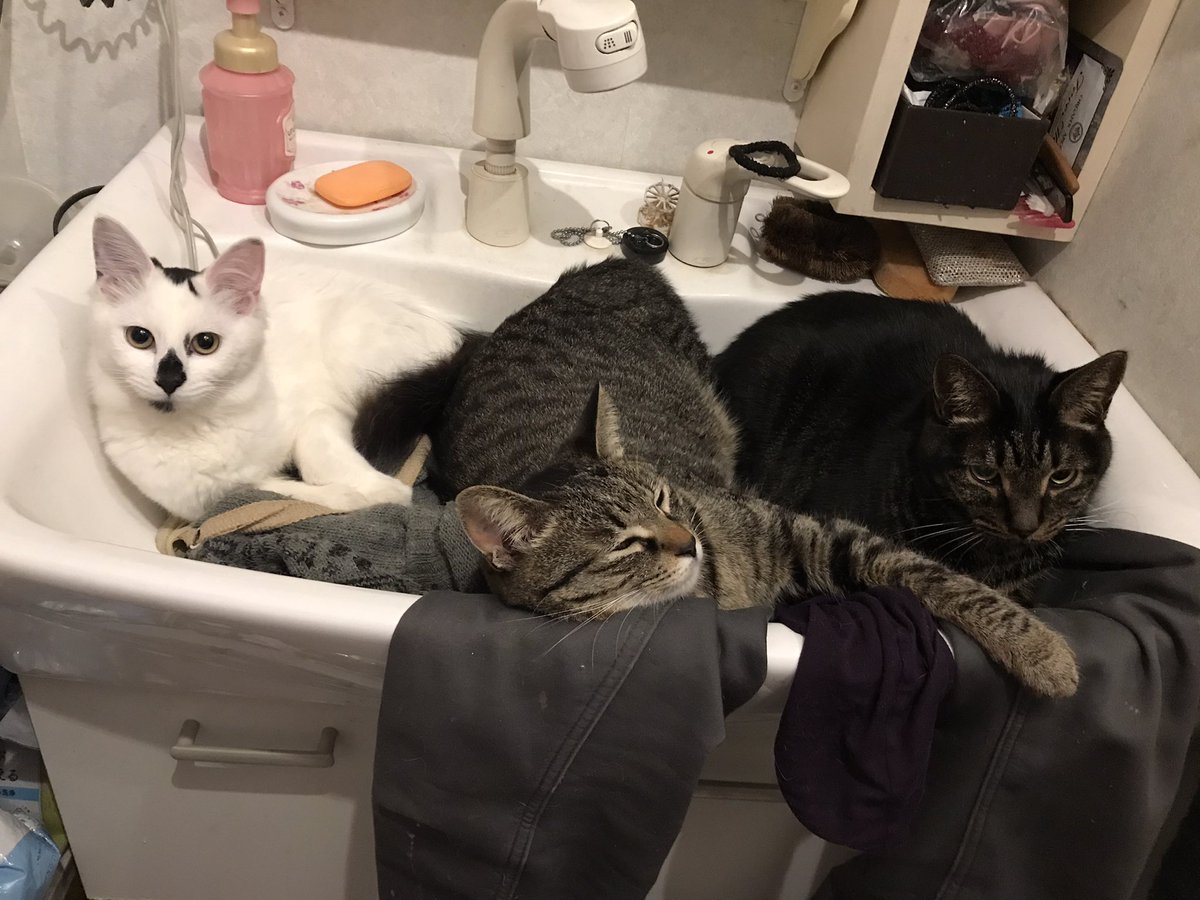 こいずみまり なぜ洗面台に猫が集まるかというと 普段閉まっている洗面所ドアが開くから やったぜ って来るのかも ちなみに風呂場のドアを開けると こうなります