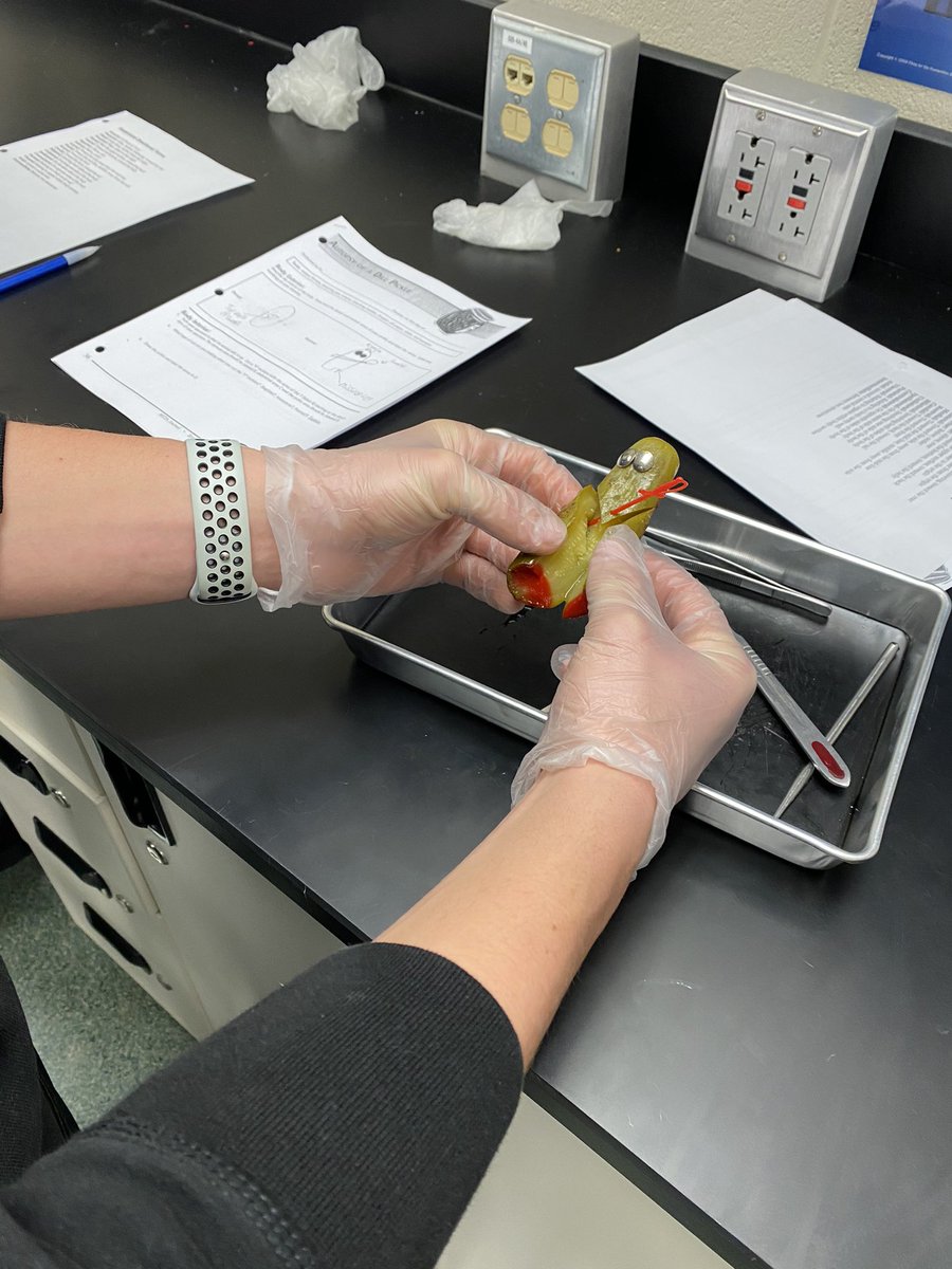 kimmalobabic's tweet photo. Autopsy of rival pickle gangs: #vlasicsvsclaussens #forensicsrocks https://t.co/HAqhepAqLg