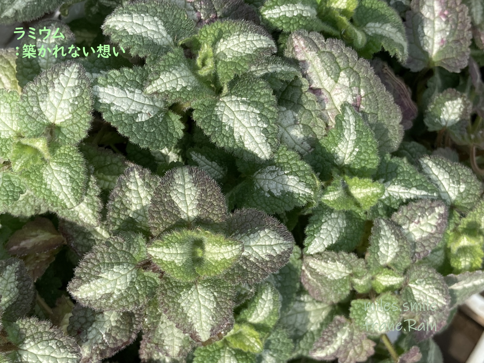 Miles スマイル 事情により休止 あさのいろ おはよう ラミウム 気づかれない想い シソ科 オドリコソウ属 ヨーロッパ アフリカ北部 アジアの温帯原産 別名 ラミューム 葉はシソ似で お茶やハーブなどで利用 花期 5 6月 地を這って伸びる性質で