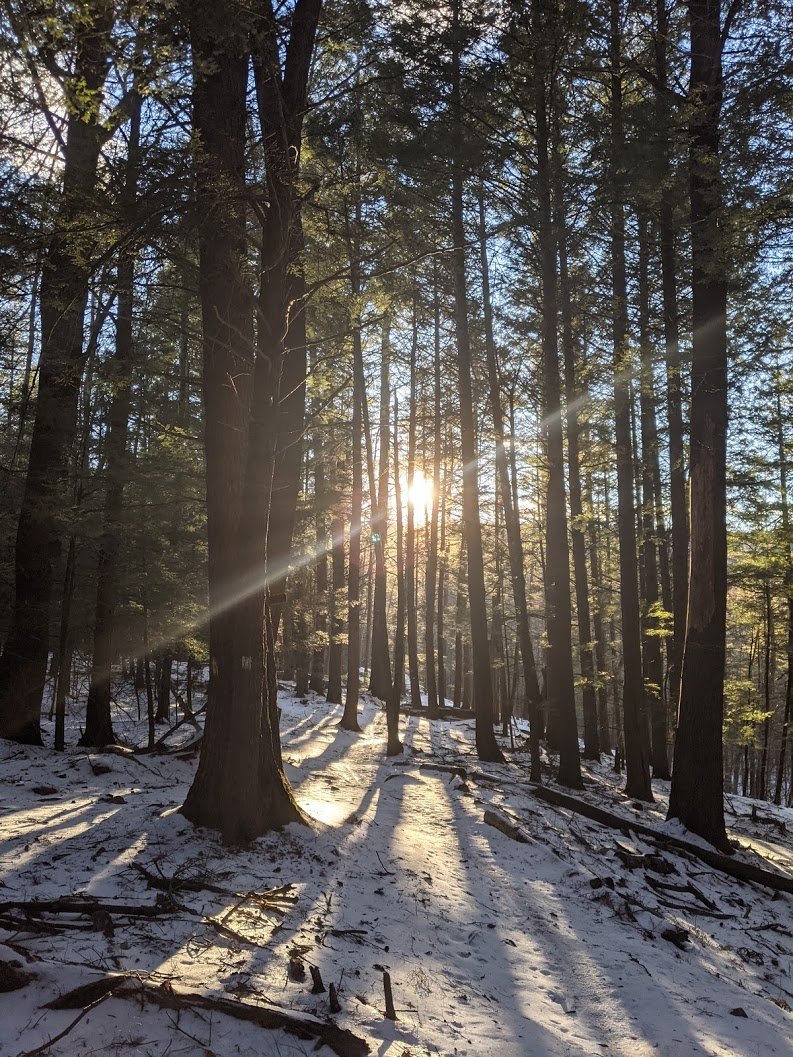 DHPalliative's tweet photo. @UTSWPalliative @UCSDPalliative @KUpalliative @OHSUPallCare @WakePallCare @Parkland Taking the work-view challenge NH style! No big buildings here, just acres of glorious woods. This pic is just a few minute walk from the main hospital #hapc #hapcviews #qualityoflife https://t.co/ctoyAdyQjS