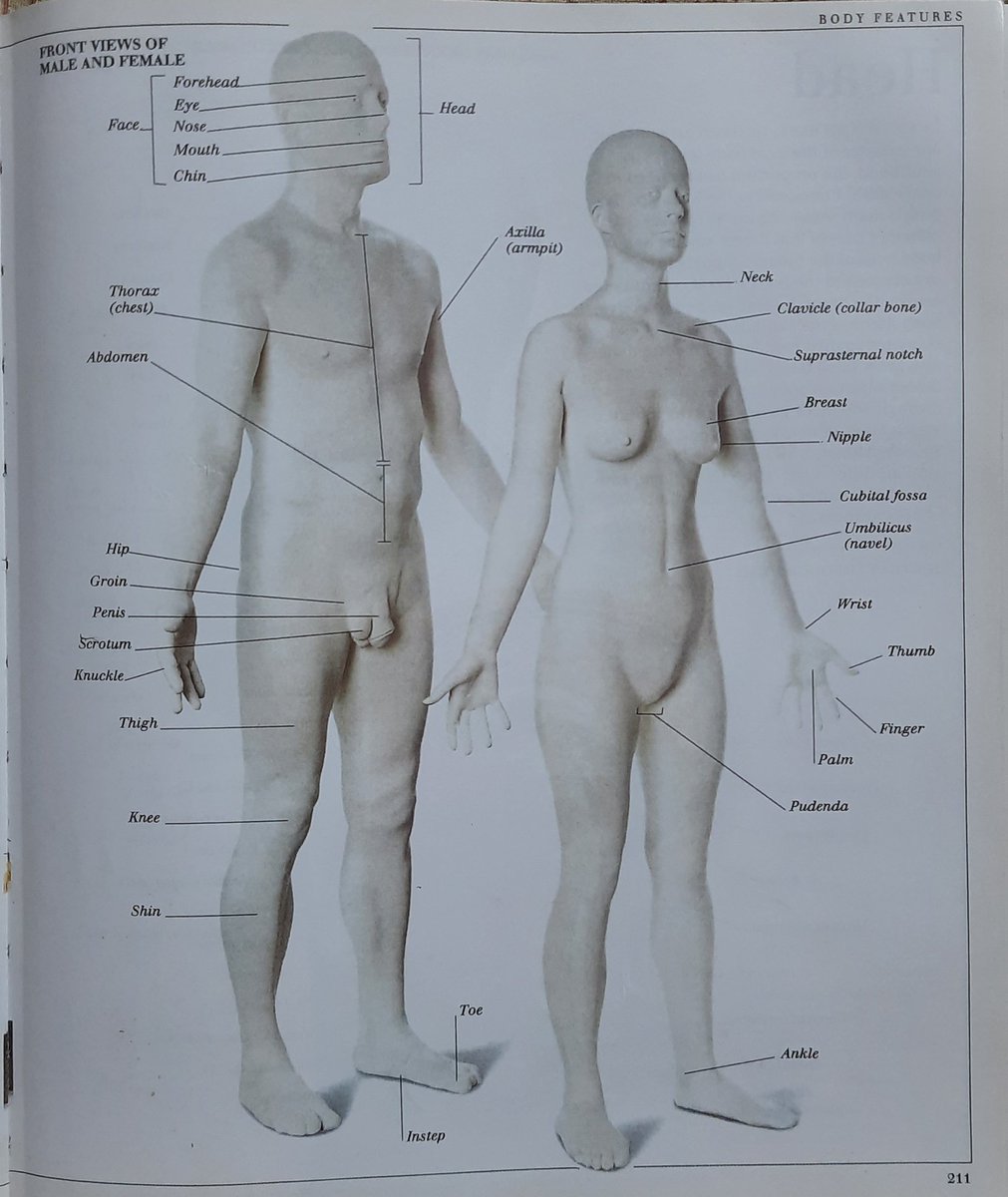 Pages from the book I used. Sadly the vagina was ignored here. But I still drew a rough picture to explain the "sudden pubic hair growth". (8/n)