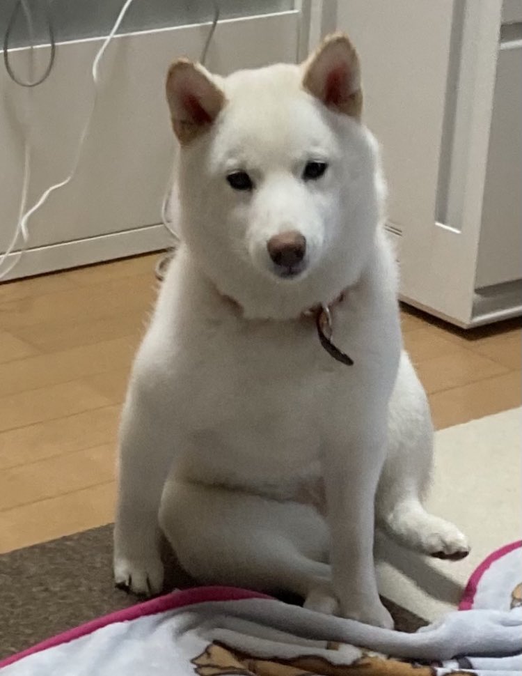 柴犬ゆきみ うちの子細くて心配 ってずっと思い続けてたんだけど 心配する必要がないことにやっと気づきました 柴犬ゆきみ うちの子細くて心配 ってずっと思い続けてたんだけど 心配する必要がないことにやっと気づきました