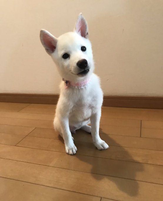 同じ犬 細かった柴犬さんが ５カ月で豊満ボディに 幸せの分だけ大きくなったね と話題に まいどなニュース
