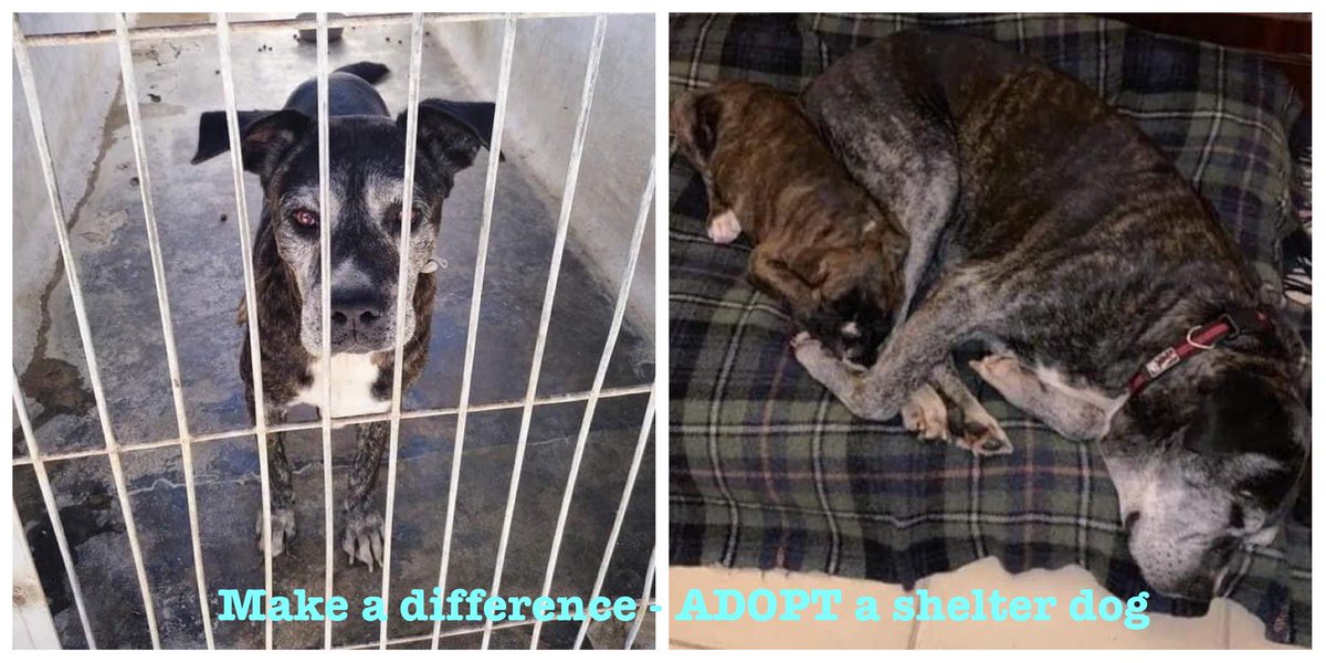 Bella 4 years alone in a cell - now a grandma living the good life in 🏴󠁧󠁢󠁳󠁣󠁴󠁿