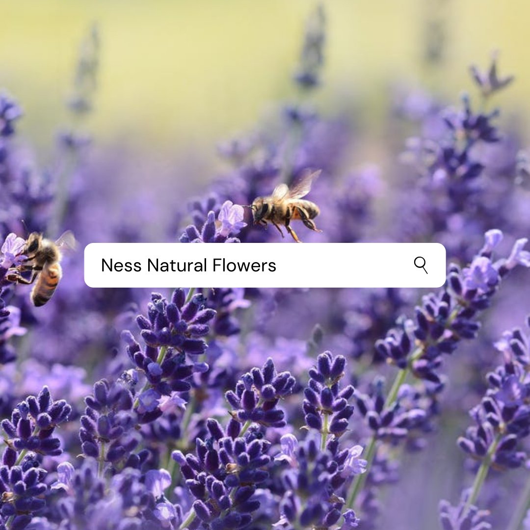 Vision: To create a vibrant, flower growing community where everyone has the opportunity to feel connected with others and with nature, regardless of age, circumstance, or identity.
🌷 nessnaturalflowers.com
#NessNaturalFlowers #mentalhealth #healthandwellness  #Sustainability