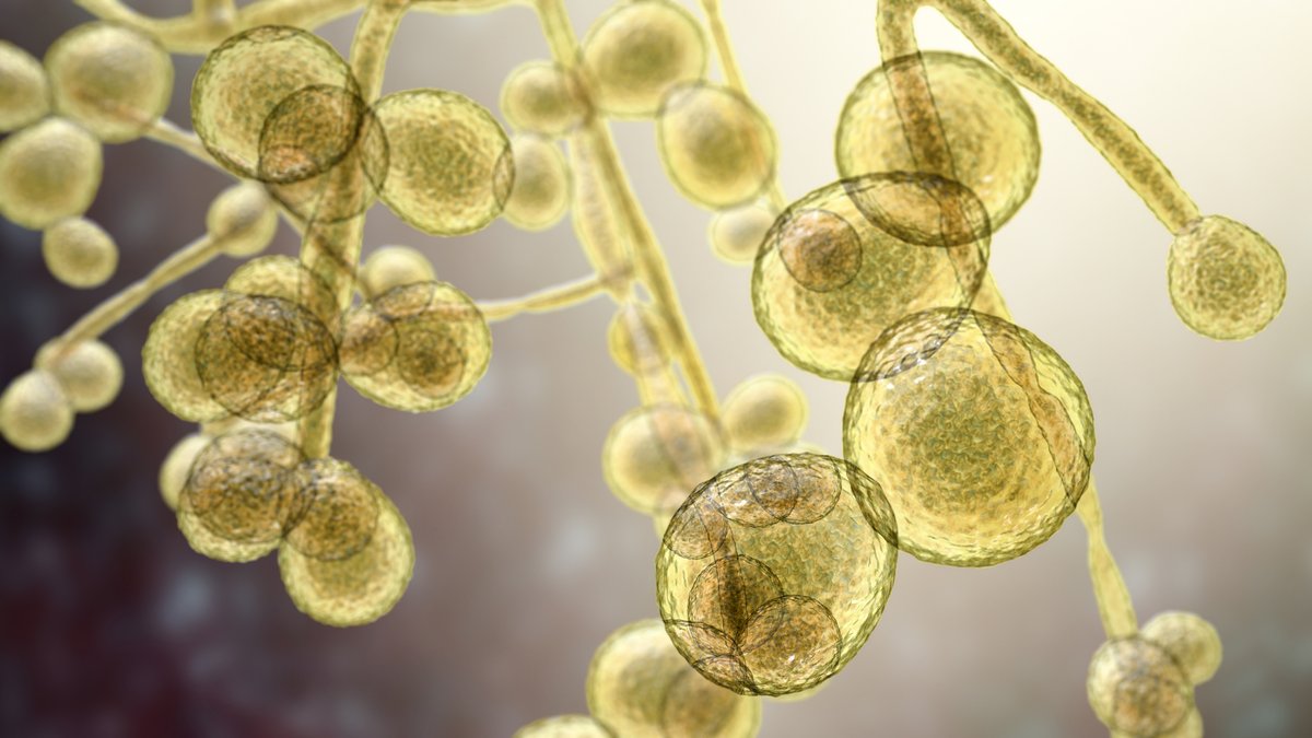 BerkshireOnline's tweet photo. Masks, Microbes, and Mushrooms – How Are You Protecting Against Fungi in the Cleanroom?  https://t.co/Ekt9kCGhfa  #fungi
#microbes
#surfacecontamination
#cleanroom
#comtamination
#disifectants
@AOACNews
#ThursdayThoughts https://t.co/Fkto1zkVF0