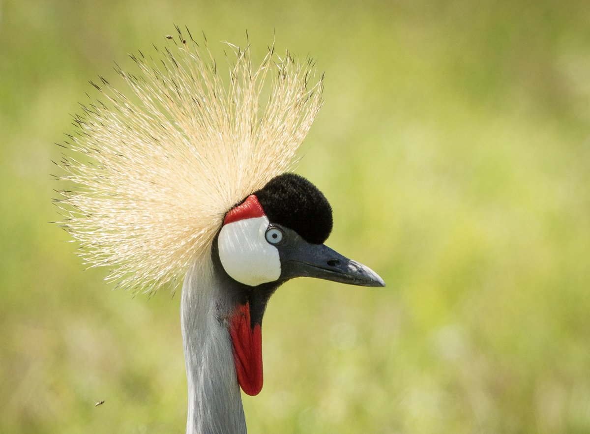 birdingbilly tweet media