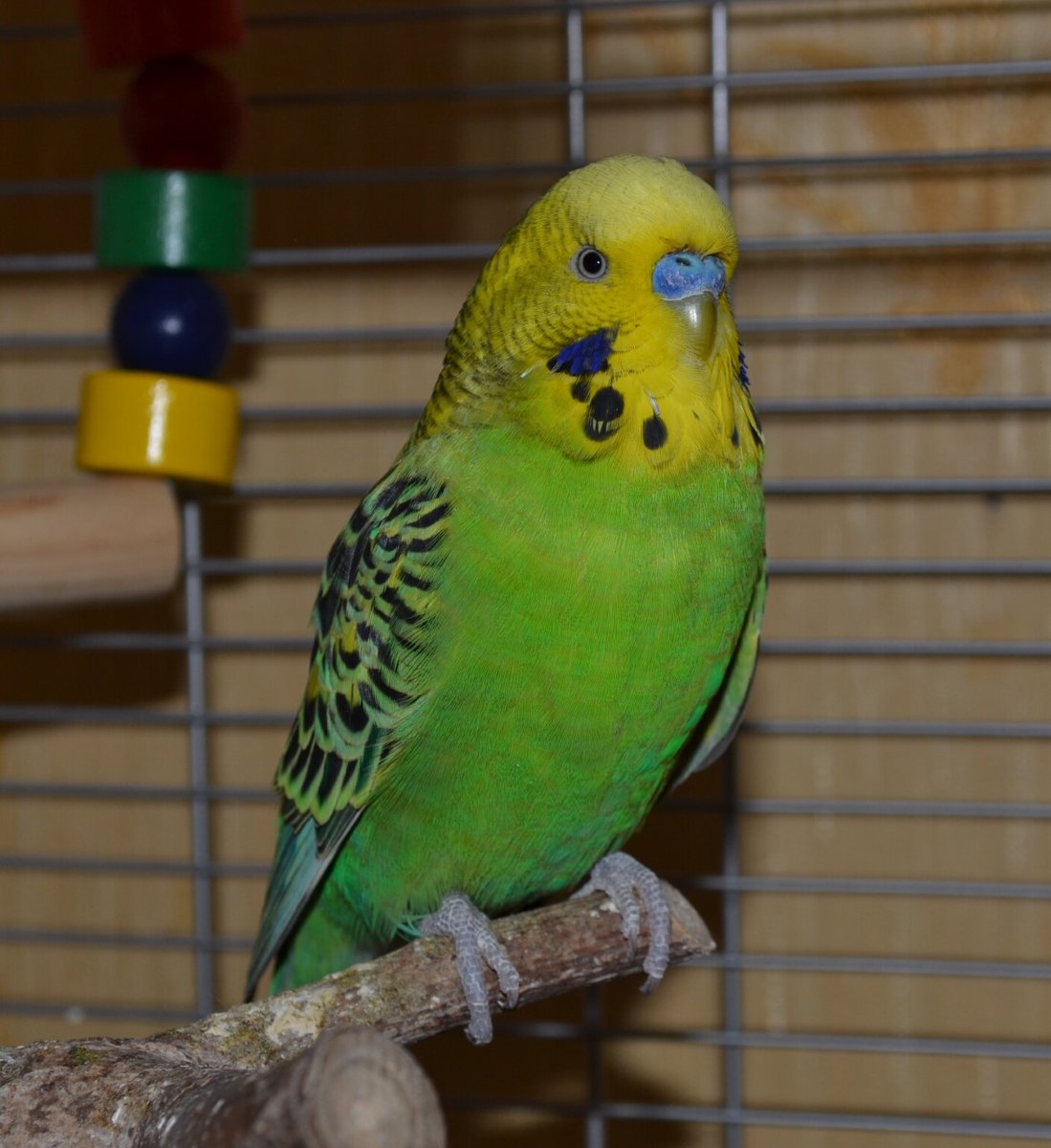 Skerries Community College Photography Club tweet media