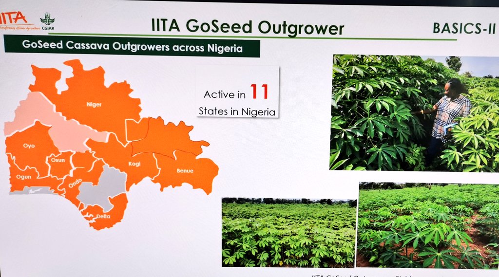 jamesplegg's tweet photo. 🌿🇳🇬 Cassava Biz NG 🇳🇬🌿

@iitagoseedltd and Umudike Seeds are Scaling up commercial #cassava seed production in #Nigeria. In 2021 GoSeed already have orders for 200,000 bundles, working together with outgrowers in 11 states. All aiming to boost the cassava sub-sector in Nigeria https://t.co/5LliQxwmgF