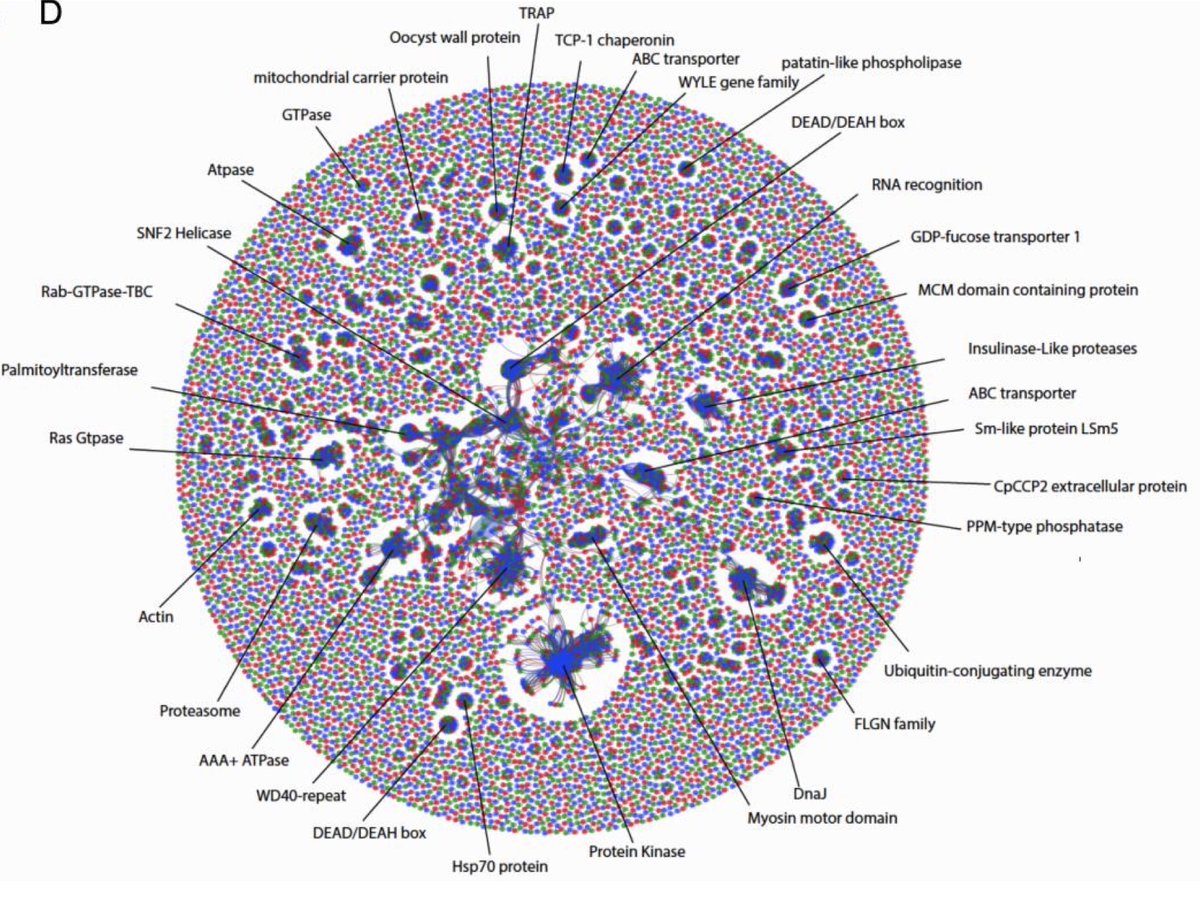veupathdb's tweet image. Data appearing very soon in #CryptoDB - Long-read assembly and comparative evidence-based reanalysis of Cryptosporidium genome sequences reveal new biological insights @Rodrigobaptista @jckuga  biorxiv.org/content/10.110…