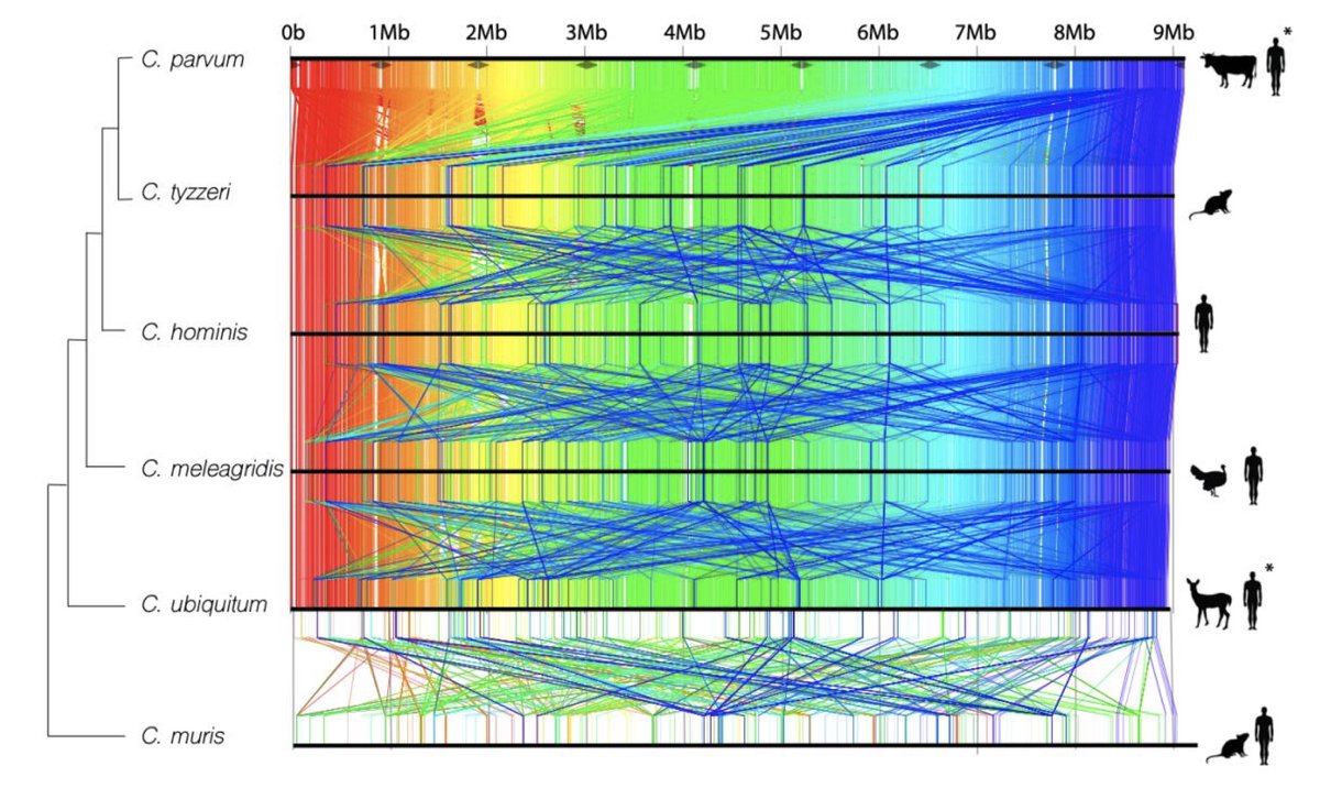 veupathdb's tweet image. Data appearing very soon in #CryptoDB - Long-read assembly and comparative evidence-based reanalysis of Cryptosporidium genome sequences reveal new biological insights @Rodrigobaptista @jckuga  biorxiv.org/content/10.110…
