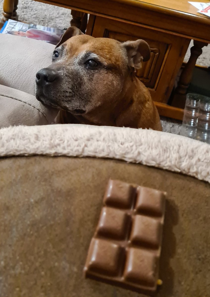dockerjo1960's tweet photo. Me explaining to Teddy that chocolate is not good for doggies. Teddy not convinced at all. #chocolatenotfordogs #nochocforteddy #teddynothappy https://t.co/TGNBovjUO3
