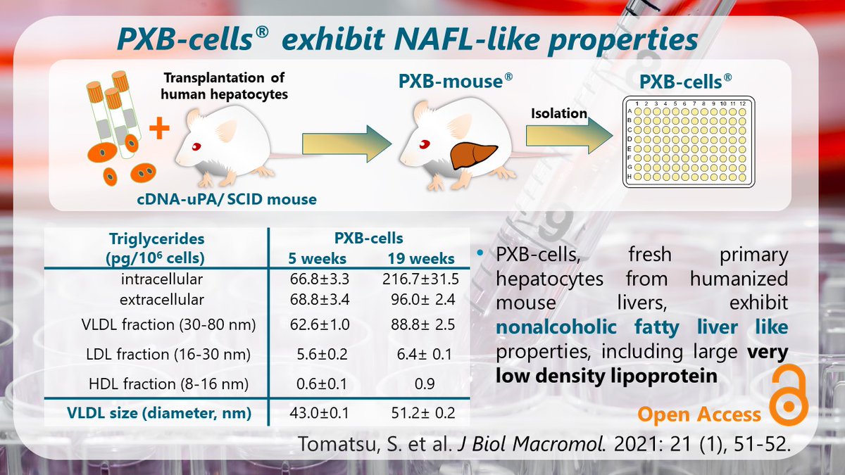 The recently published Letter to Editor jstage.jst.go.jp/article/jbm/21…
investigated intra- and extracellular lipid levels and lipoprotein profiles in PXB-cells® isolated at several time points post-transplantation of human hepatocytes into the PXB-mouse®.