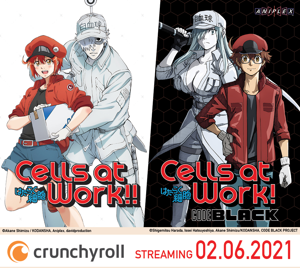 Watch Cells at Work!