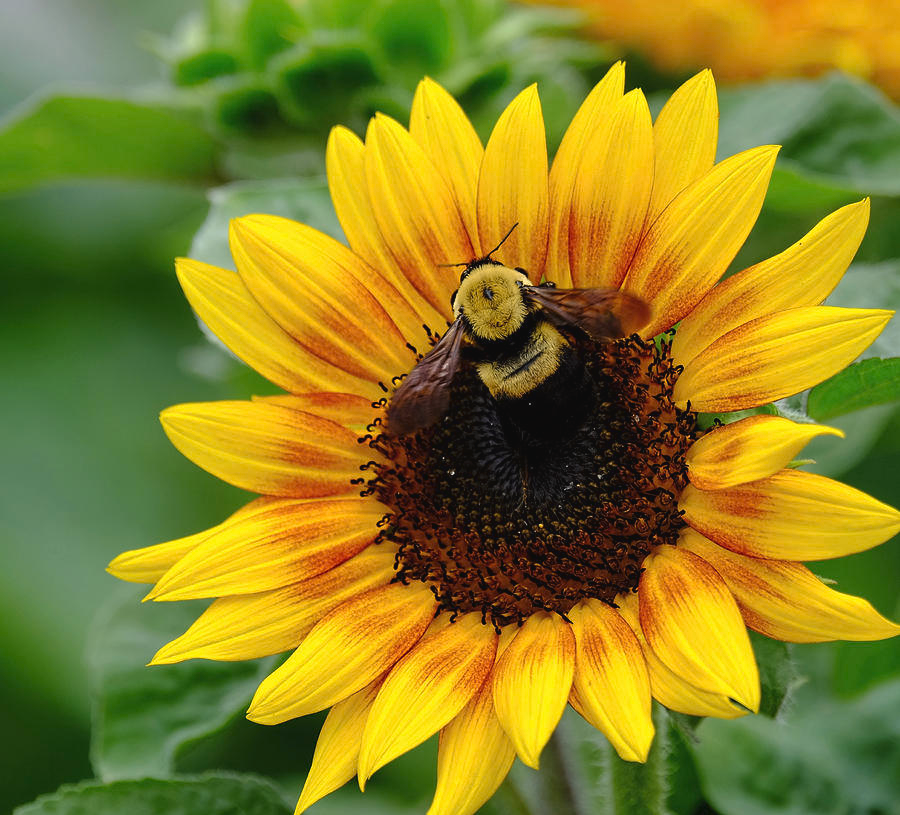 Asteraceae (familia del mozote, los girasoles y dahlias)Esta familia por excelencia atrae varios tipos de polinizadores, no sólo abejas, y México tiene una gran cantidad de especies importantes, como las Dahlias y los mozotes. Además algunas son medicinales.