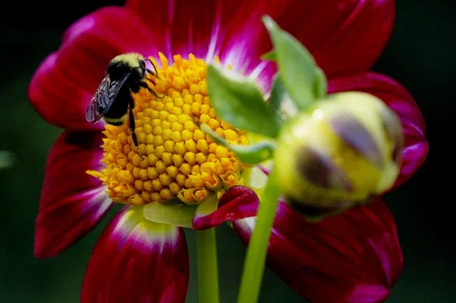 Asteraceae (familia del mozote, los girasoles y dahlias)Esta familia por excelencia atrae varios tipos de polinizadores, no sólo abejas, y México tiene una gran cantidad de especies importantes, como las Dahlias y los mozotes. Además algunas son medicinales.