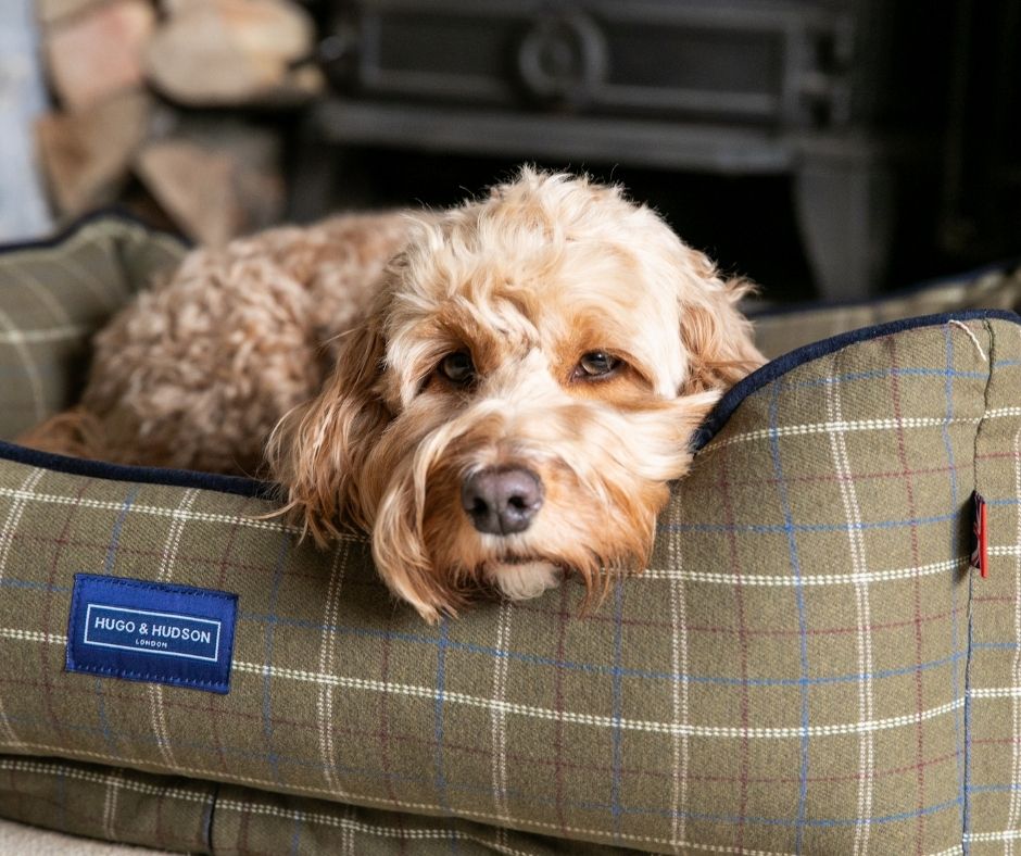 Cosy evening snuggles are not complete without our checked tweed dog beds! 💤

ow.ly/ohfL50Dp4tG

#HugoandHudson #LazyDog #DogBeds #PetAccessories  #PuppyLove #DogsLife