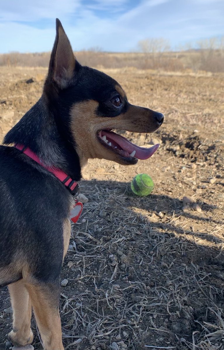 k9momdotcom tweet picture