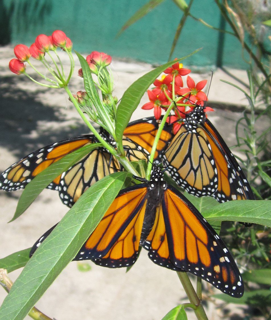 Asclepiadaceae (familia de los algodoncillos y plumerias)Esta familia es muy importante, sobre todo en el género Asclepias, pues es el principal alimento de algunos insectos como abejas megachilidas y la mariposa monarca.Asclepias curassavica es la especie que recomiendo.