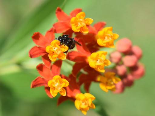 Asclepiadaceae (familia de los algodoncillos y plumerias)Esta familia es muy importante, sobre todo en el género Asclepias, pues es el principal alimento de algunos insectos como abejas megachilidas y la mariposa monarca.Asclepias curassavica es la especie que recomiendo.