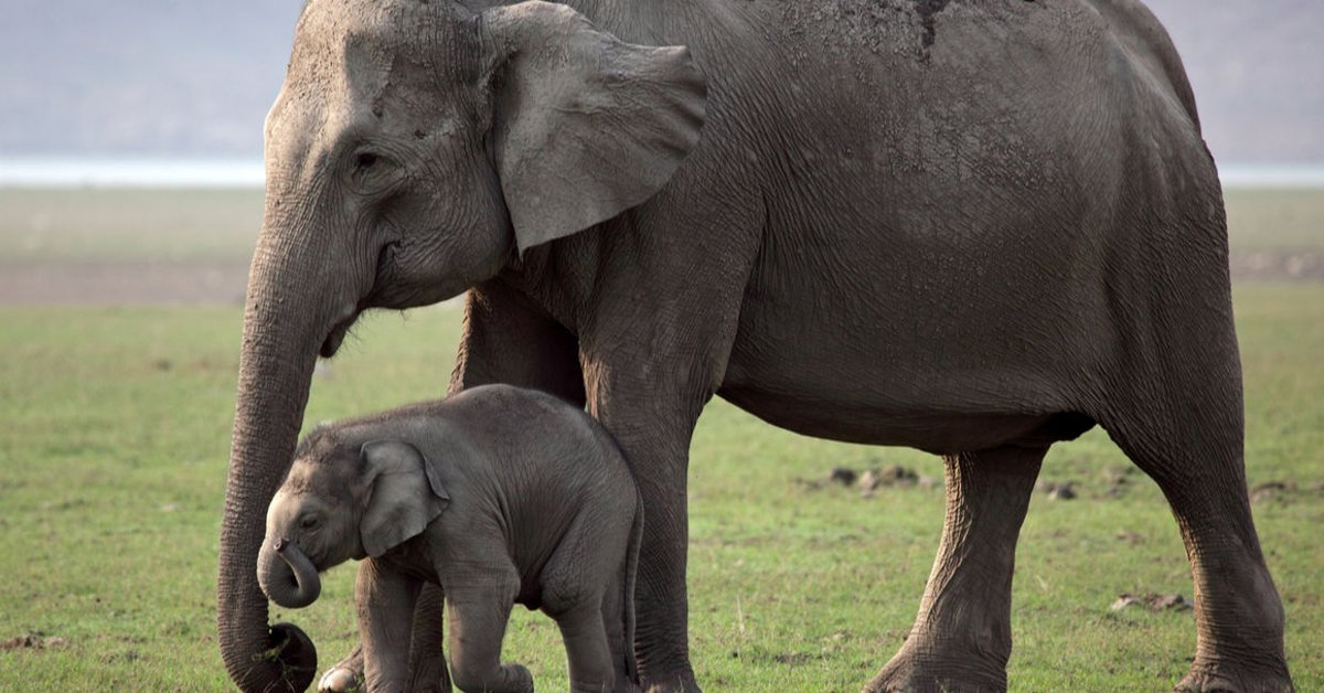 10 Fun Facts About Animals to Make You Smile
tiredfox.com/10-fun-facts-a…

#Animals #Animalfacts #Funfacts #Funfactsaboutanimals #Interestingfacts #Funny #Animals #smile