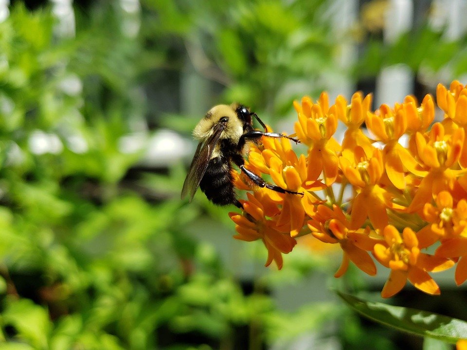 Asclepiadaceae (familia de los algodoncillos y plumerias)Esta familia es muy importante, sobre todo en el género Asclepias, pues es el principal alimento de algunos insectos como abejas megachilidas y la mariposa monarca.Asclepias curassavica es la especie que recomiendo.