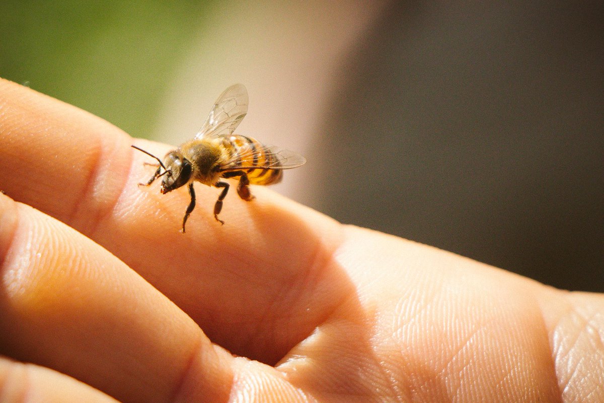 Hojasantamag's tweet photo. Esta y no otra es la miel de mis amores. El alimento del sol: https://t.co/4677CTOl2i

🐝 Yuls Suárez (@Yuls_Sp) https://t.co/gBgFcB8J13