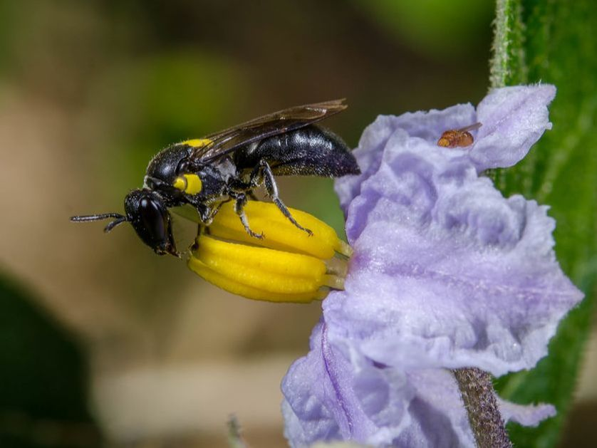 Solanaceae (familia del chile, el tomate, las papas, el tabaco, etc, etc)Esta familia es muy importante para nosotros, así mismo para las abejas nativas, pues las flores que tienen sólo pueden ser polinizadas por grupos específicos de abejas con las que han coevolucionado.
