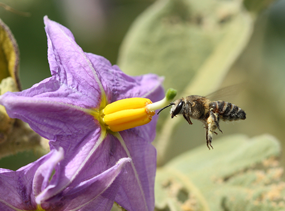 Solanaceae (familia del chile, el tomate, las papas, el tabaco, etc, etc)Esta familia es muy importante para nosotros, así mismo para las abejas nativas, pues las flores que tienen sólo pueden ser polinizadas por grupos específicos de abejas con las que han coevolucionado.