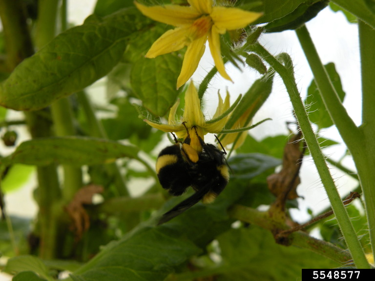 Solanaceae (familia del chile, el tomate, las papas, el tabaco, etc, etc)Esta familia es muy importante para nosotros, así mismo para las abejas nativas, pues las flores que tienen sólo pueden ser polinizadas por grupos específicos de abejas con las que han coevolucionado.