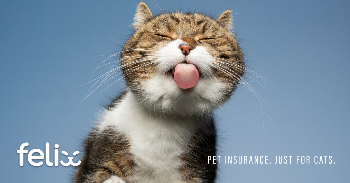 felix_insurance's tweet photo. Your cat’s personality may be impacted by you. Researchers traced cats’ personalities back to their owner’s personality traits. Read more @ https://t.co/yz7epKIupY
#cat #CatsOfTwitter #cats #catpersonality https://t.co/KtajjCzHDW