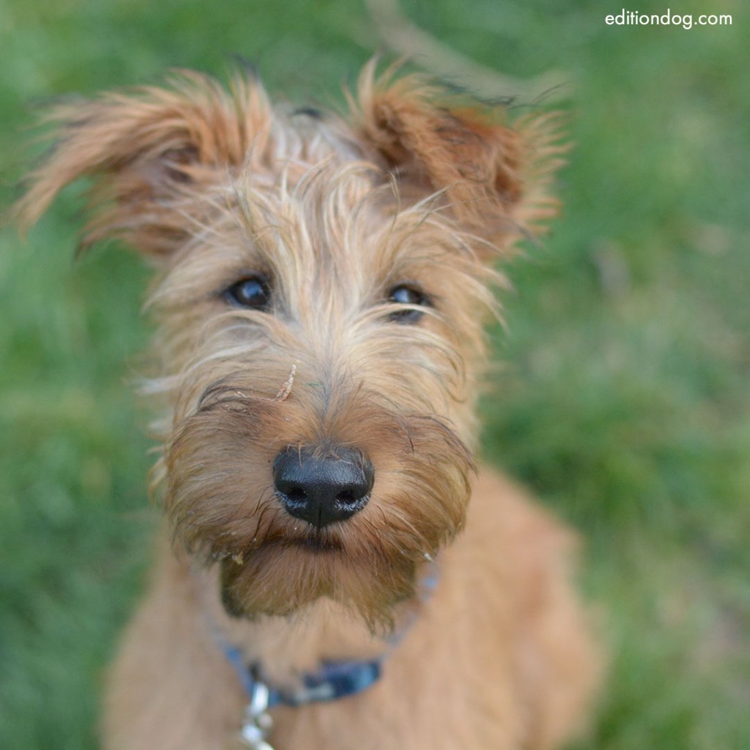 Our breed focus in Issue 28 is the Irish Terrier - this confident out-going breed always have a warm welcome awaiting anyone who is lucky enough to meet one.

Read all about the Irish terrier in Issue 28 

#Fursday #IrishTerrier #DogsOfTwitter

editiondog.com