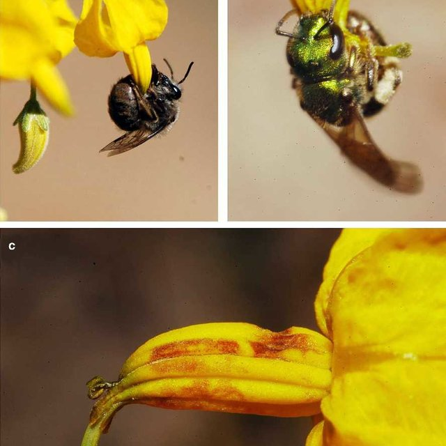 ...Aquí es donde esta el tema de la polinización por zumbido, un método que permite obtener el polen de estas plantas mediante vibraciones que rompen las anteras de la flor, algo que Apis mellifera no puede hacer y por ello es recomendable cultivar estas plantas,
