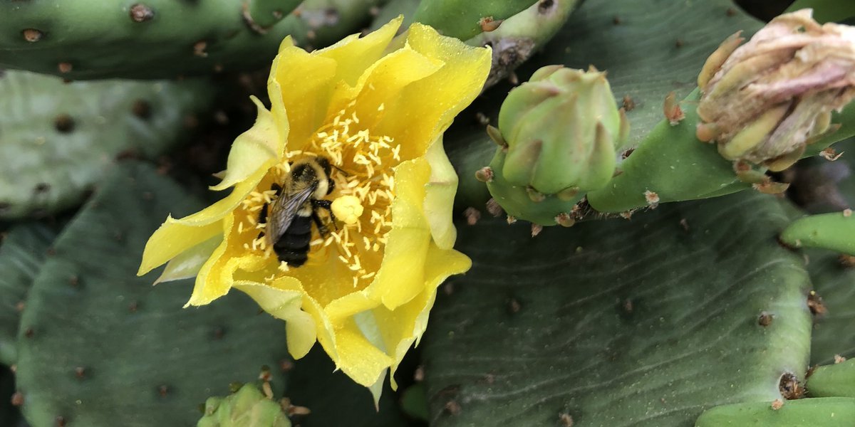 Por último, otras plantas que recomiendo son Passifloras (maracuyá), Byrsonima (nanches), araceas (anturios) y cactáceas (nopales), que atraen varias especies nativas, sólo que su desarrollo y especies que atraiga depende de la zona donde vivamos.