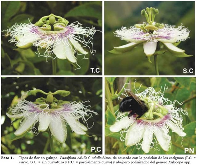 Por último, otras plantas que recomiendo son Passifloras (maracuyá), Byrsonima (nanches), araceas (anturios) y cactáceas (nopales), que atraen varias especies nativas, sólo que su desarrollo y especies que atraiga depende de la zona donde vivamos.