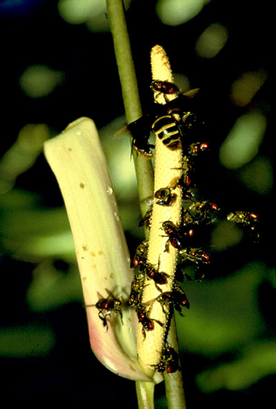 Por último, otras plantas que recomiendo son Passifloras (maracuyá), Byrsonima (nanches), araceas (anturios) y cactáceas (nopales), que atraen varias especies nativas, sólo que su desarrollo y especies que atraiga depende de la zona donde vivamos.