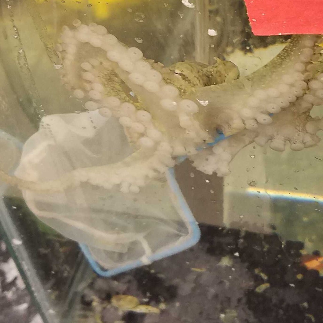 Octopus use their beaks to break open crab's shells before sucking up the meat. Since they don't eat the shells, we remove the debris everyday. Sometimes our octos think we are trying to steal their food and attack the net
#funfact #octopus