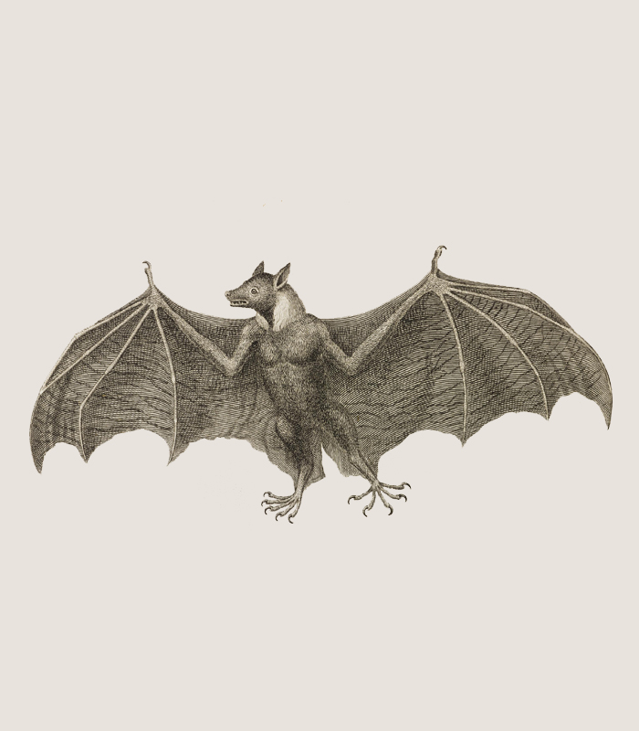 Illustration of a Vampire Bat