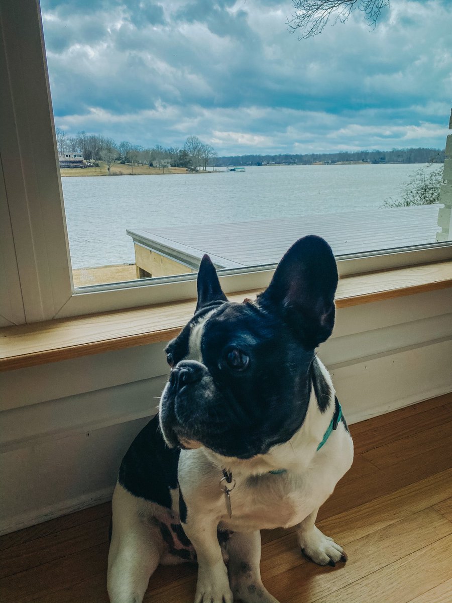 Lake life

#frenchiesofinstagram #frenchbully #lakedog #frenchiefever #frenchiesofig #frenchieoverload