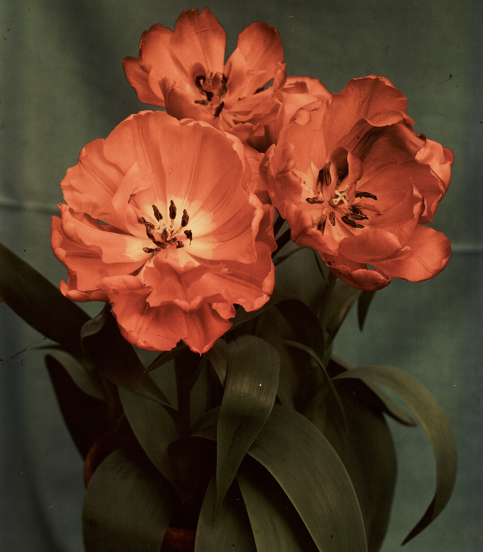A Dufaycolor colour transparency of a flower, c.1940